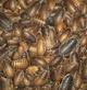 Аргентинские тараканы кормовые ( Blaptica Dubia ) - Живой корм для рептилий, птиц, ежей, насекомоядных животных 2-3 см 20 шт. - изображение 2