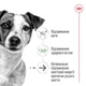 Сухий корм для літніх собак малих пород Royal Canin Mini Ageing 12+, 800 г - свійський птах - зображення 2