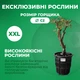 Саженцы Пион Spring Willow Chun Liu древовидный Махровый (316042) - изображение 4