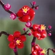 Конструктор Lego Botanicals Сливовий колір (10369) - изображение 6