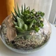 Флорариум из суккулентов - изображение 1