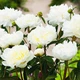 Півонія Duchesse de Nemours 3-5 бруньок 1 шт Голландія - зображення 2