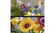 Конструктор Lego Icons Букет полевых цветов, 939 деталей 10313 - изображение 7