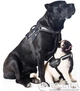 Шлея Collar DogExtreme Police N5 с фонариком 85-115 см Черная (07131) - изображение 3