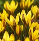 Крокус Early Gold 15 шт Голландія - зображення 1
