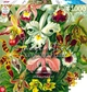 Пазл: GOOD LOOT Ernst Haeckel Orchid 1000 эл. (5908305247531) - изображение 3