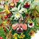 Пазл: GOOD LOOT Ernst Haeckel Orchid 1000 эл. (5908305247531) - изображение 4