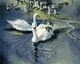 Картина по номерам 40х50 см. Babylon Пара лебедей Художник Александр Макс Кёстер (VP233) - изображение 1