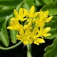 Аллиум Moly Florium - зображення 1