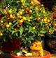 Саженцы кумквата Японика Маруми (Fortunella japonica Marumi) - изображение 1
