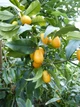 Саженцы кумквата Японика Маруми (Fortunella japonica Marumi) - изображение 2