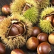 Саженцы Каштана cъедобного (Castanea sativa) - изображение 1