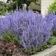 Саженцы Полыни перовской лебедолистной (Perovskia atriplicifolia) Р9 - изображение 1