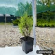 Саженцы Лаванда узколистная Блю Сенд Эрли (Lavandula angustifolia Blue Scent Early) Р9 - изображение 2