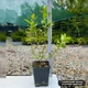 Саженцы Пираканты Ред Колумн (Pyracantha coccinea Red Column) Р9 - изображение 2