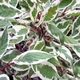Саджанці Дерена білого Елегантісіма (Cornus alba Elegantissima) Р9 - зображення 2