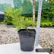 Саженцы Можжевельника среднего Олд Голд (Juniperus x pfitzeriana Old Gold) Р9 - изображение 4