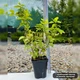 Саджанці спіреї японської Голден Прінцес (Spiraea japonica Golden Princess) Р9 - зображення 2