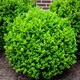 Саженцы Самшита (Buxus) Р9 - изображение 5