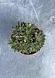 Суккулент Синокрассула юннаньская (Sinocrassula yunnanensis) D5 см - изображение 2