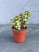 Сукулент Портулакарія Афра Медіопікта (Portulacaria Afra Mediopicta) D5 см - зображення 1