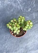 Сукулент Портулакарія Афра Медіопікта (Portulacaria Afra Mediopicta) D5 см - зображення 2
