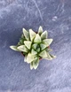 Сукулент Хавортия Ретуза Белое привидение (Haworthia retusa 'White Ghost') D5 см - изображение 2