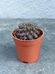 Суккулент Копиапоа смиренный (Copiapoa humilis) D5 см - изображение 1