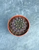 Суккулент Копиапоа смиренный (Copiapoa humilis) D5 см - изображение 2