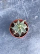 Суккулент Астрофитум Орнатум (Astrophytum ornatum) D5 см - изображение 2