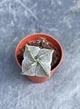 Суккулент Астрофитум крапчатый (Astrophytum myriostigma) D5 см - изображение 2