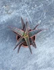 Суккулент Красный багровый дракон (aloe crimson dragon) D5 см - изображение 2