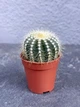 Суккулент Эриокактус великолепный (Nitacactus magnificus) D5 см - изображение 1