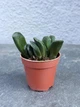Суккулент Хавортия усечённая (трунката) (Haworthia truncata) D5 см - изображение 1