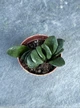 Суккулент Хавортия усечённая (трунката) (Haworthia truncata) D5 см - изображение 2