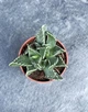 Сукулент Фаукарія Туберкульозу (Faucaria Tuberculosa) D5 см - зображення 2