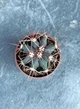 Суккулент Ферокактус прямоколючковый (Ferocactus rectispinus) D5 см - изображение 2