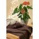 Плед Прованс Soft косы Лате 90x130 см [104450] - изображение 3