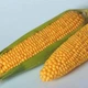 Насіння кукурудзи Тусон F1, Syngenta, 5 г. - зображення 2