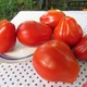 Семена Томат Колокол Канестрино, 100 шт (Солнечный март) - изображение 3
