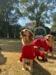 Комбинезон-дождевик для бульдогов, мопсов Derby Dog Suit Red B-S - изображение 4
