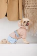 Дощовик Pet Fashion Tina XS для дівчинки Бежевий з блакитним (4823082435135) - зображення 4