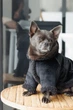 Дублянка Pet Fashion Black ХS для собак Чорна (4823082435241) - изображение 7
