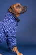 Комбінезон для собак Winter Suit blue Paikka ( 55 ) - зображення 8