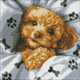 Diamentowa mozaika Ideyka Uroczy Maltipoo 40x40 cm (4823104353287) - obraz 1