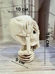 Горшок Череп «Не вижу» для суккулентов комнатных растений - изображение 5