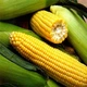 Семена кукурузы Спирит F1, Syngenta, 50 г. - изображение 1