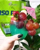 Изотоник - Енергетик Olimp Iso Plus powder 1500 g (Orange) - изображение 3