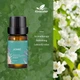 Ефірна олія Kinscoter Essential Oil Set 6 bottles, 6*10 мл - зображення 7