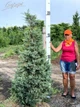 Ялівець віргінський 'Hetz'. Контейнер 3 л - зображення 7